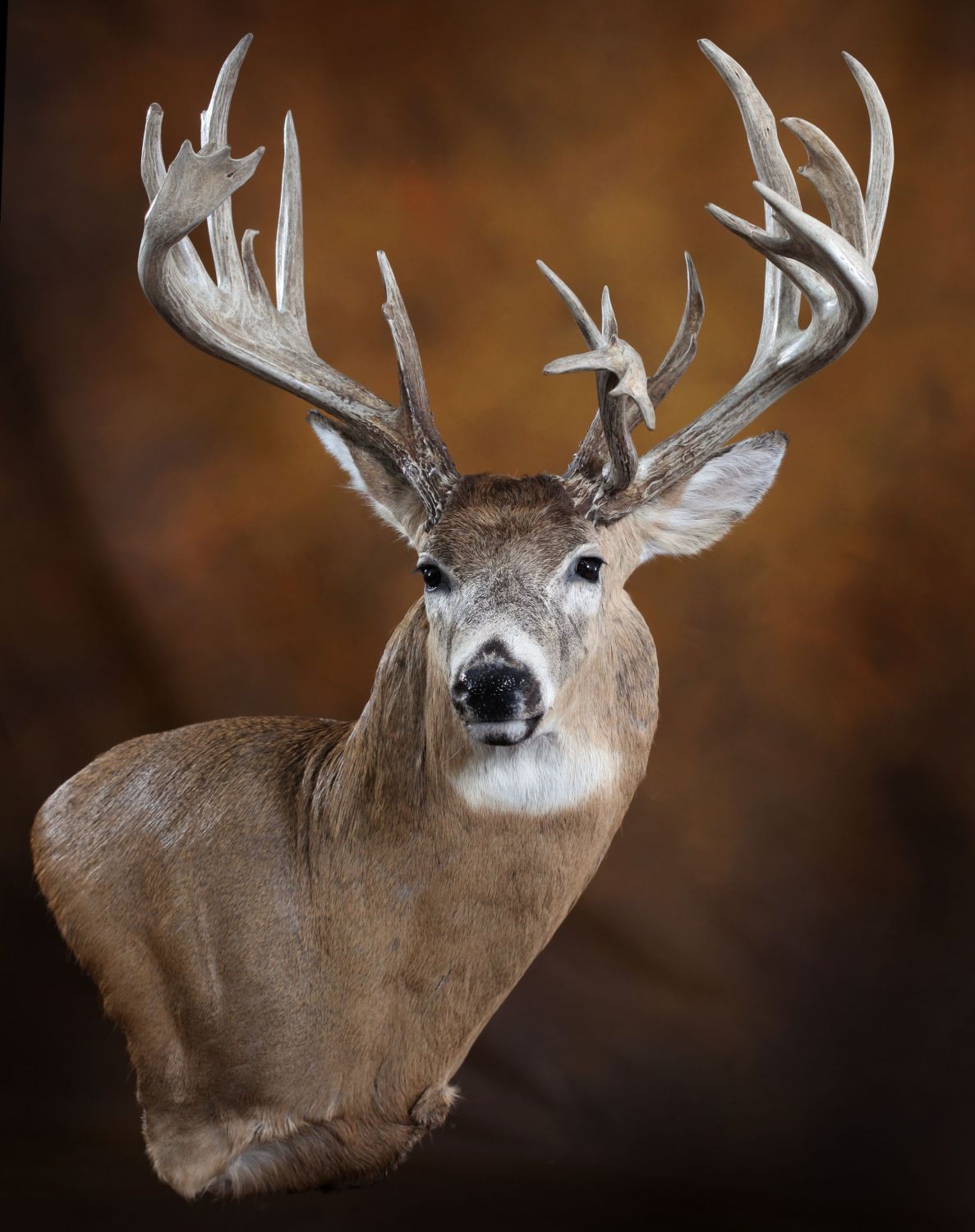 Campbells Taxidermy Campbells Taxidermy
